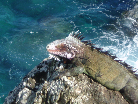 Godzilla claiming his rock.
