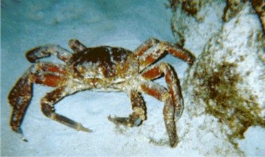 cymn9403.jpg (35614 bytes)