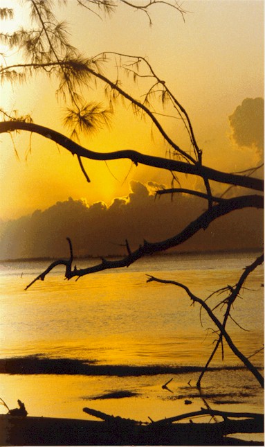 cymn9406.jpg (77112 bytes)