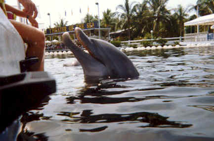 flky9402.jpg (43761 bytes)