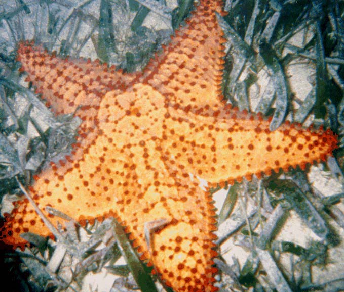 hndrs9.jpg (87810 bytes)