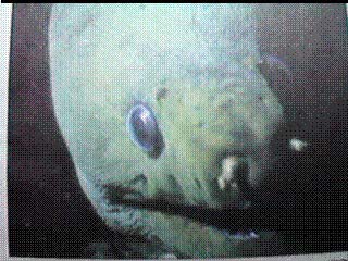 Green Moray Eel