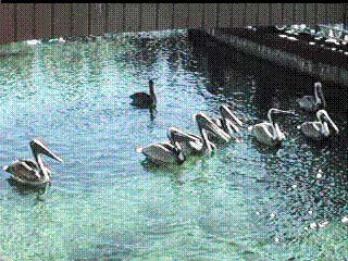 Golden Head Pelicans