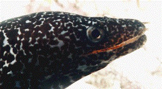 x9607.jpg (33361 bytes)