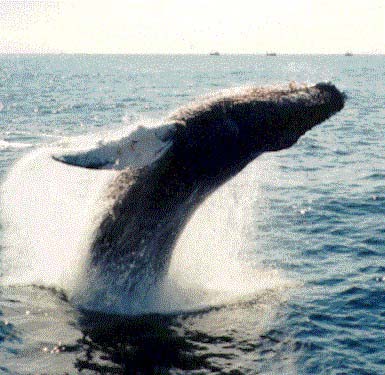 whalecrst.jpg (38186 bytes)