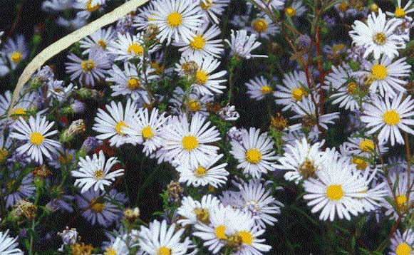 capcd08.jpg (132489 bytes)