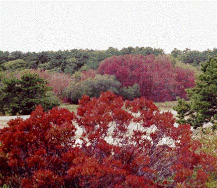 capcd11.jpg (92015 bytes)