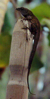 gdc9909.jpg (28857 bytes)