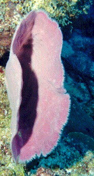 gdc9914.jpg (37484 bytes)