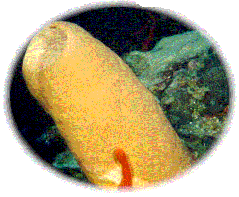 gdc9917.gif (85557 bytes)