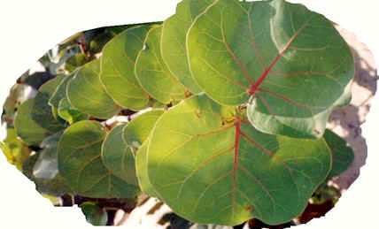 gdc30jpg.jpg (34038 bytes)